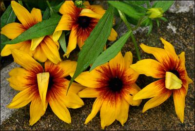 Rudbekia