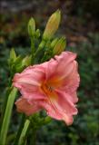 Coral Lily
