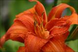 Orange Lily