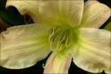 Yellow Lilly