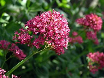 centranthus rubra 2mo.jpg