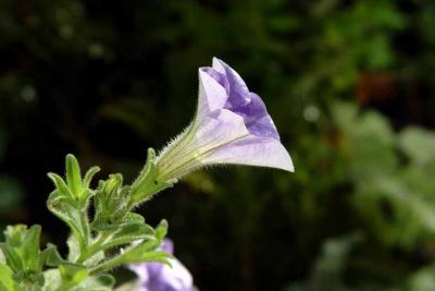 verbena