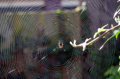 spinenweb zrmo.jpg
