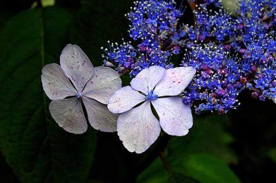 hortensia blu mo.jpg