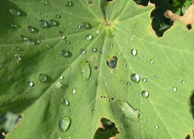 110604w achemilla lady mantle 1.jpg