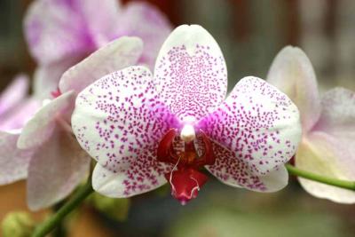 070704d orchidee 1.jpg