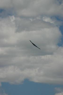 B-2 rear view. Notice the lack of any visible IR source.