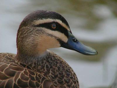 Macro Duck3 copy.jpg