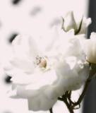 White Rose against white