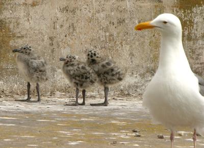 Alcatraz-gulls-1.jpg