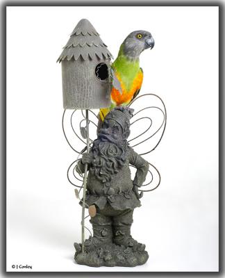 u47/jarrell/medium/30213701.abbeyandthegnome.jpg