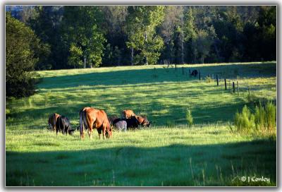 u47/jarrell/medium/33965413.cattleatdusk.jpg