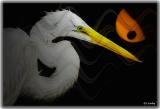 egret-montage.jpg