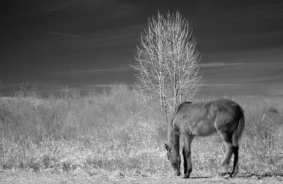 Prairie Herd