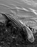 American Alligator in Motion