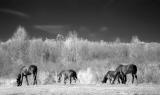 Prairie Herd