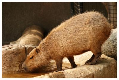 kinda pig