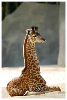 giraffe idol