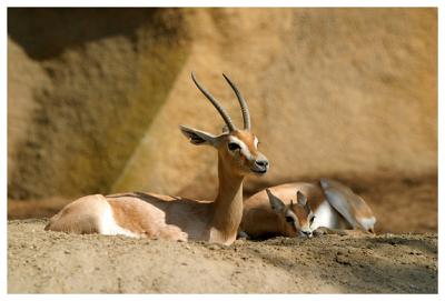 dear deer