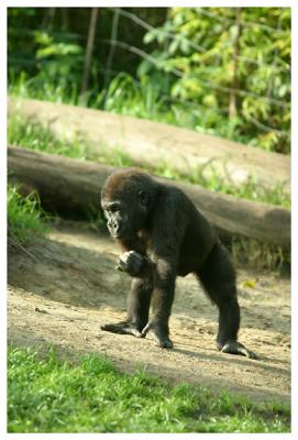 gorilla idol