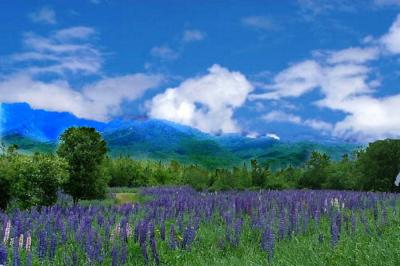 lupines and blue sky e      h.jpg