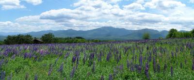 New Hampshire lupines