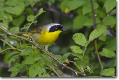 Common Yellowthroat