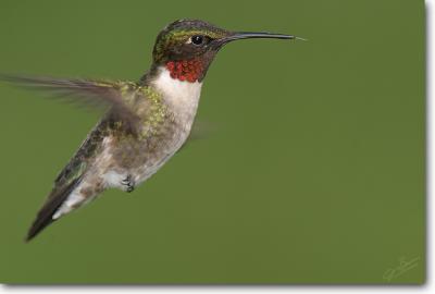 Hummingbirds / Kingfishers