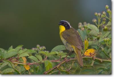 Common Yellowthroat