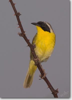 Common Yellowthroat