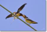 <!-- CRW_2638.jpg -->Barn Swallows