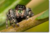 <!-- CRW_6858.jpg -->Daring Jumping Spider