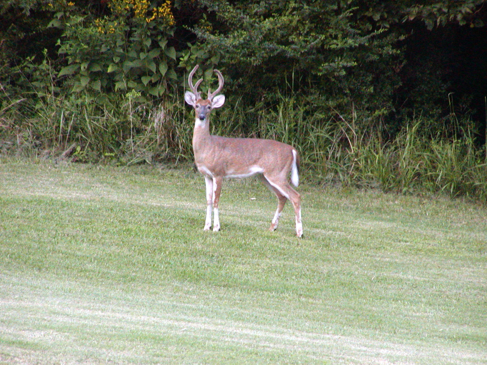 Buck In Back Yard
