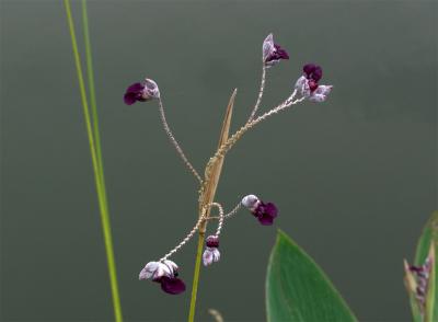 Orchid2.jpg