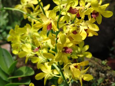 Orchid4.jpg