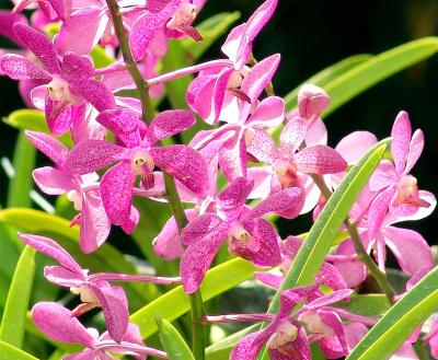 Orchid valley
