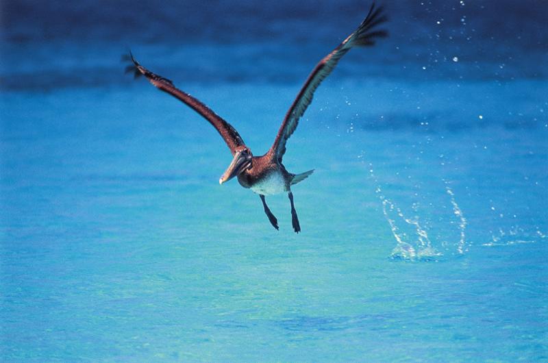 Pelican, Brown Pelican (Pelecanus occidentalis) 