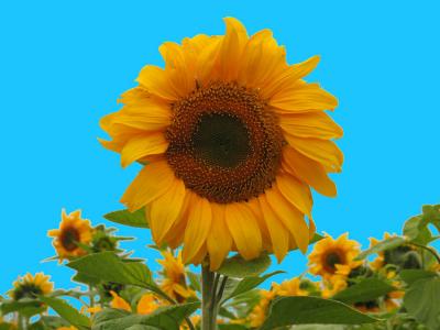 Sunflowersbluesky.jpg