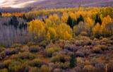 Fall color near Conway Summit