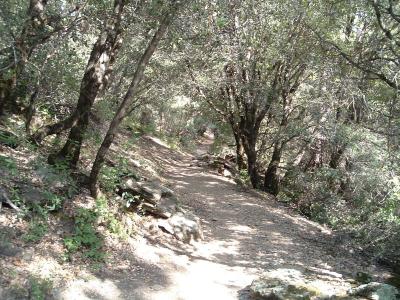 The trails starts off with a gentle descent through the oak trees.