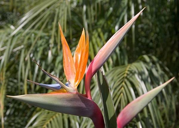 Bird of Paradise