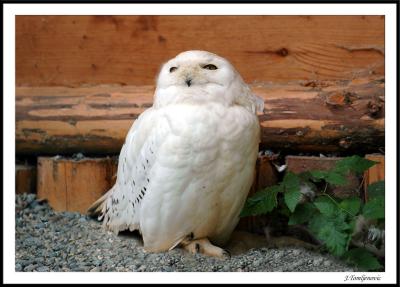 u47/jerichofire/medium/34093350.owl.jpg