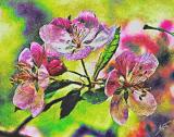 Apple Blossoms