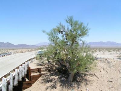 Desert37B.jpg