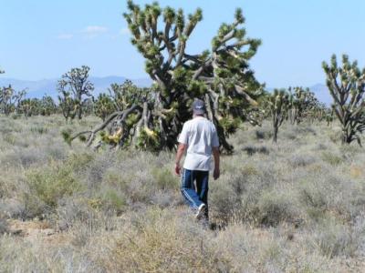 Desert63.jpg