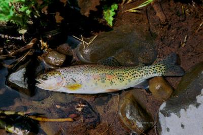 cutthroat/rainbow trout hybrid
