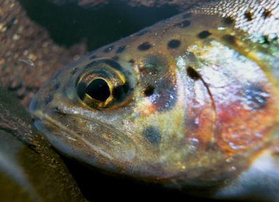 cutthroat/rainbow trout hybrid
