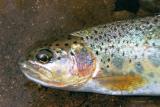 cutthroat/rainbow trout hybrid