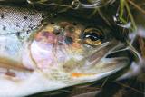 cutthroat/rainbow trout hybrid