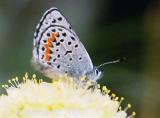 Western square-dotted blue butterfly